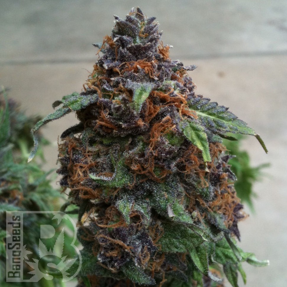 Семена каннабиса  Purple OG feminised Ganja Seeds