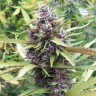 Семена каннабиса  Purple OG feminised Ganja Seeds