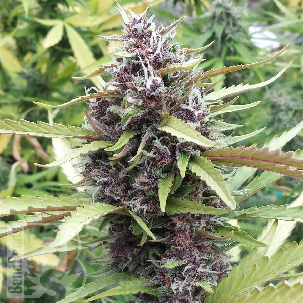 Семена каннабиса  Purple OG feminised Ganja Seeds