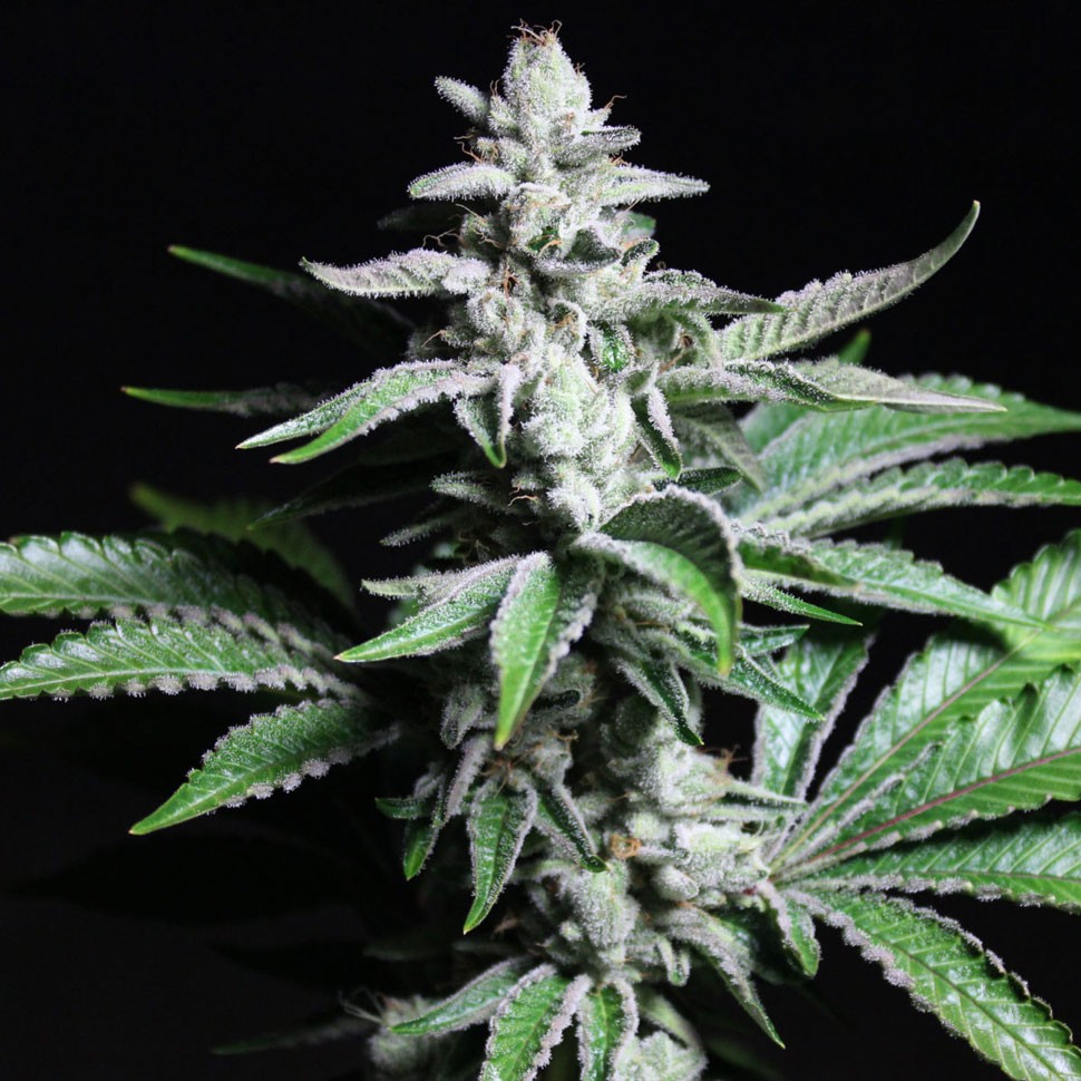 где заказать семена конопли Chronic feminised