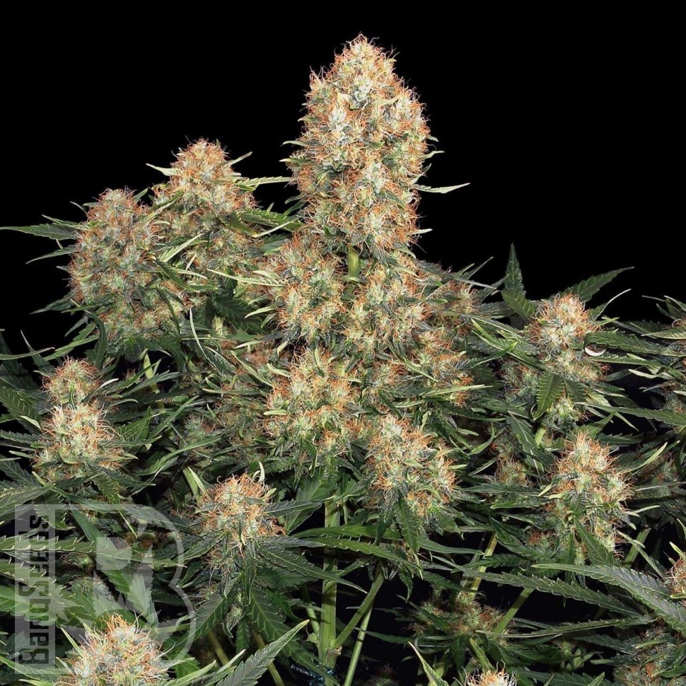 Семена марихуаны  Wembley feminised Ganja Seeds