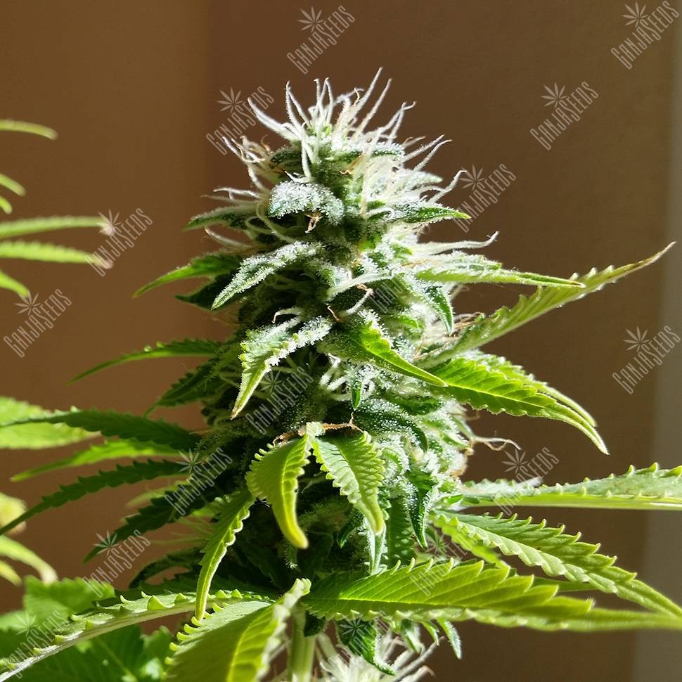 Семена каннабиса  Auto AK x Somango feminised Ganja Seeds