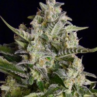 Auto Vertigo feminised Ganja Seeds