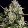 Семена марихуаны  Auto Vertigo feminised Ganja Seeds