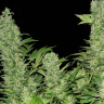 Семена марихуаны  Auto Vertigo feminised Ganja Seeds