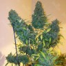 Семена марихуаны  Auto Vertigo feminised Ganja Seeds