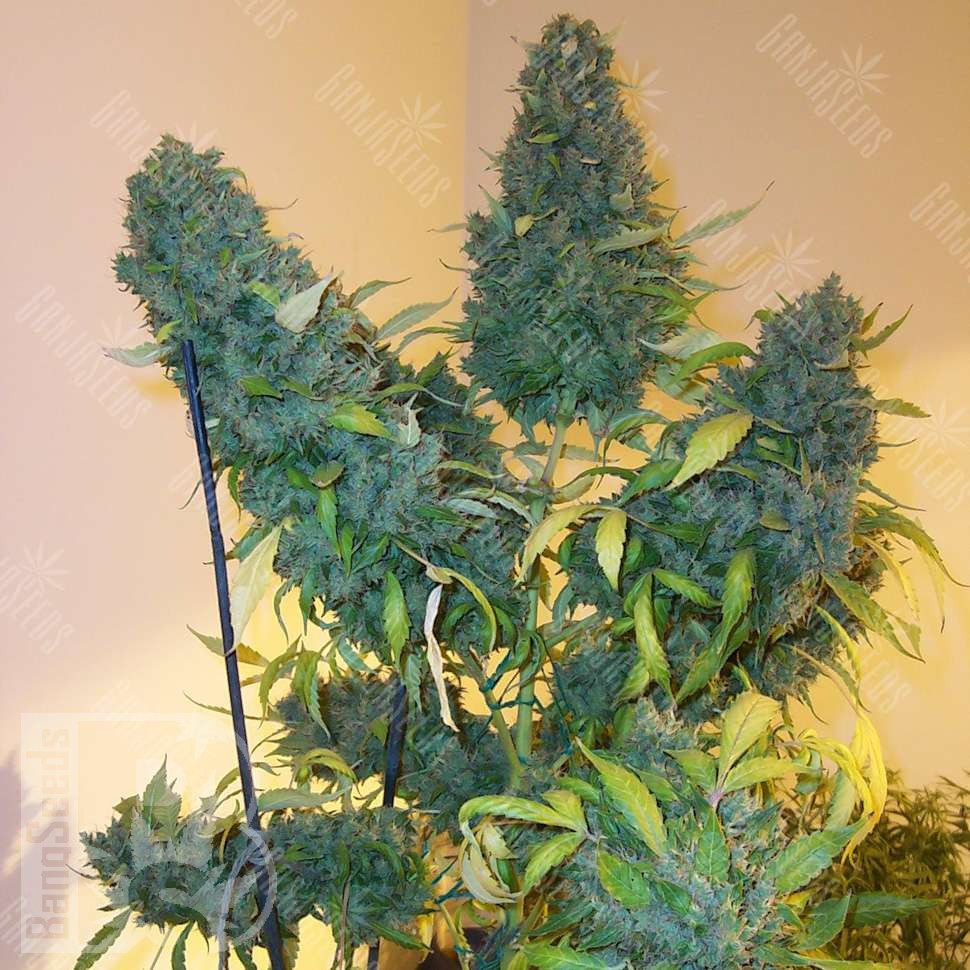 Семена марихуаны  Auto Vertigo feminised Ganja Seeds