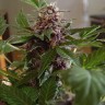 Семена конопли  Purple Sunset feminised Ganja Seeds
