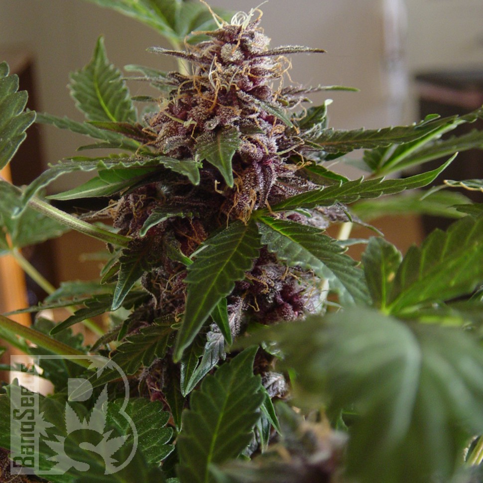 Семена конопли  Purple Sunset feminised Ganja Seeds