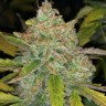 Семена конопли  Purple Sunset feminised Ganja Seeds