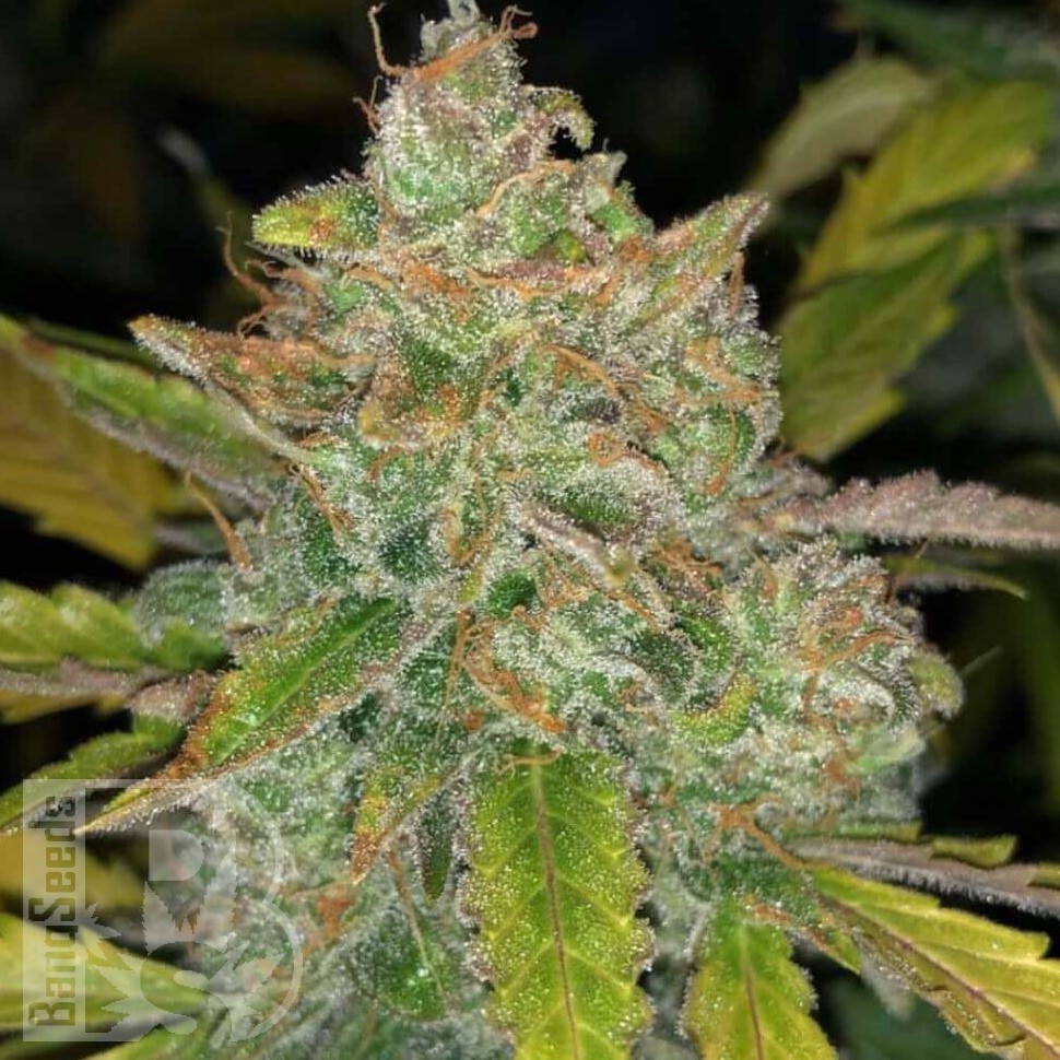 Семена конопли  Purple Sunset feminised Ganja Seeds