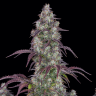 Семена конопли  Purple Sunset feminised Ganja Seeds