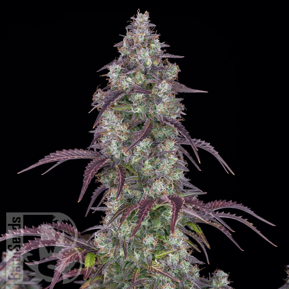 Семена конопли  Purple Sunset feminised Ganja Seeds