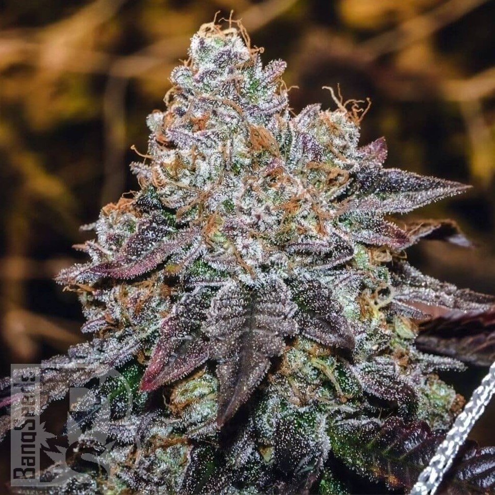Семена конопли  Purple Sunset feminised Ganja Seeds
