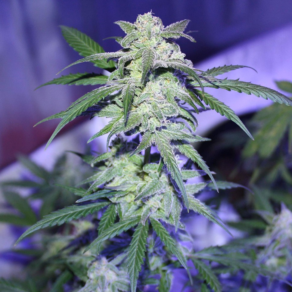 Семена конопли  Auto AK 47 feminised Ganja Seeds