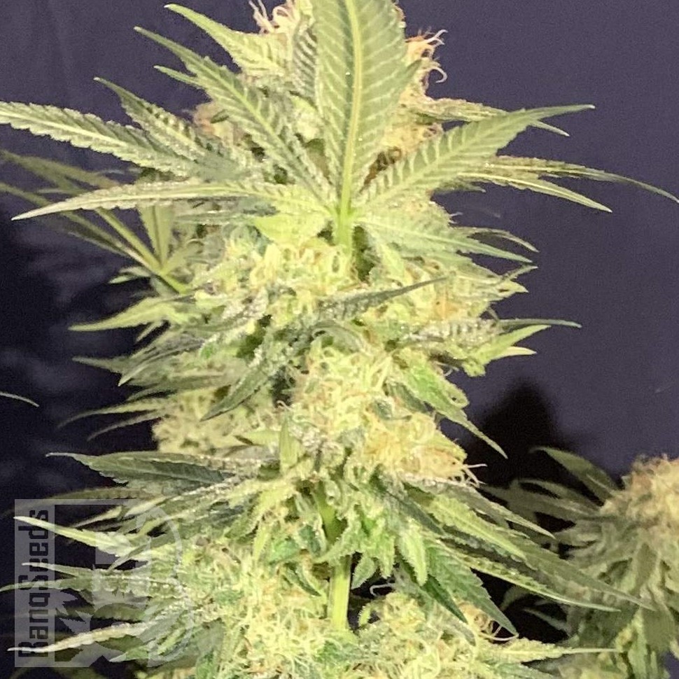 Семена каннабиса  Amnesia Lemon regular Ganja Seeds