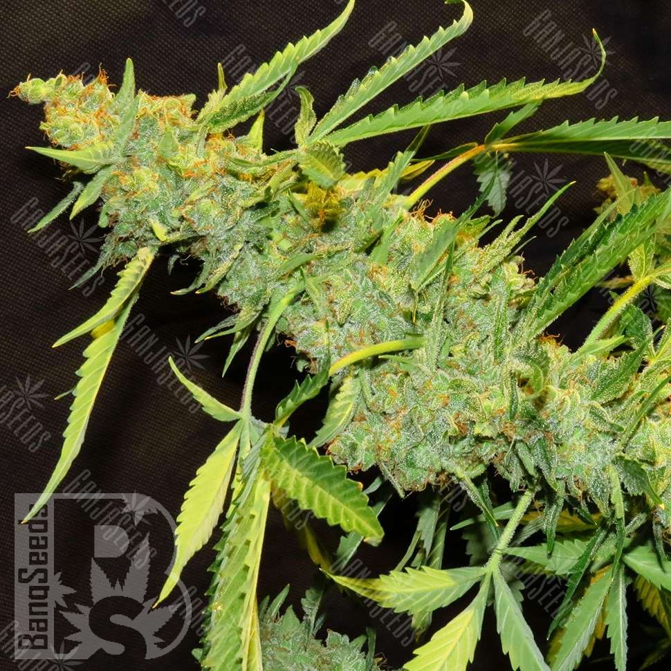 Семена каннабиса  Amnesia Lemon regular Ganja Seeds