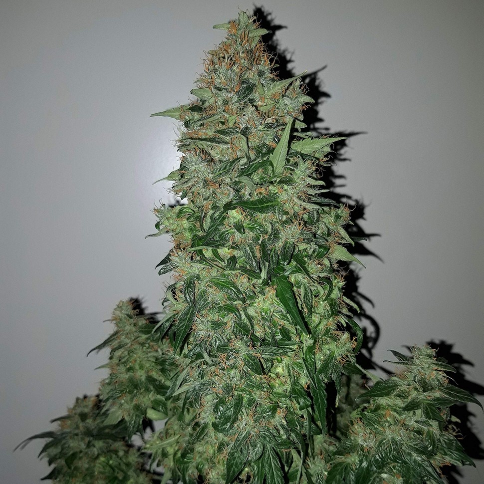 Семена ганжа  Auto Big Angel feminised Victory Seeds