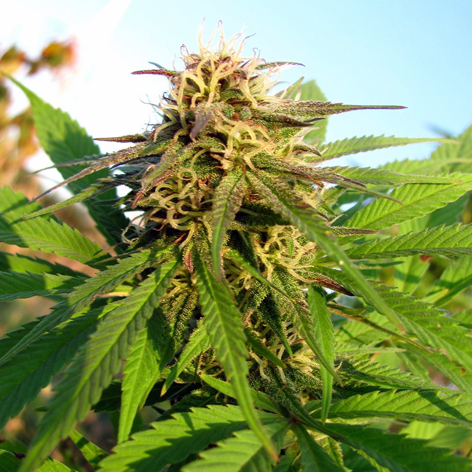 купить семена конопли Auto Blueberry x Blue Mystic feminised