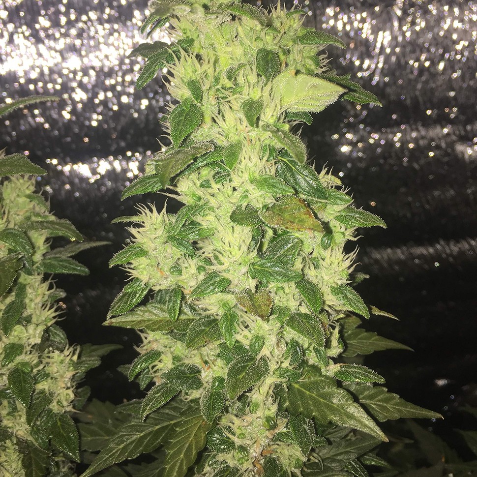 купить качественные семена конопли Auto Blueberry x Blue Mystic feminised