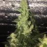 купить семена конопли феминизированные Auto Blueberry x Blue Mystic feminised