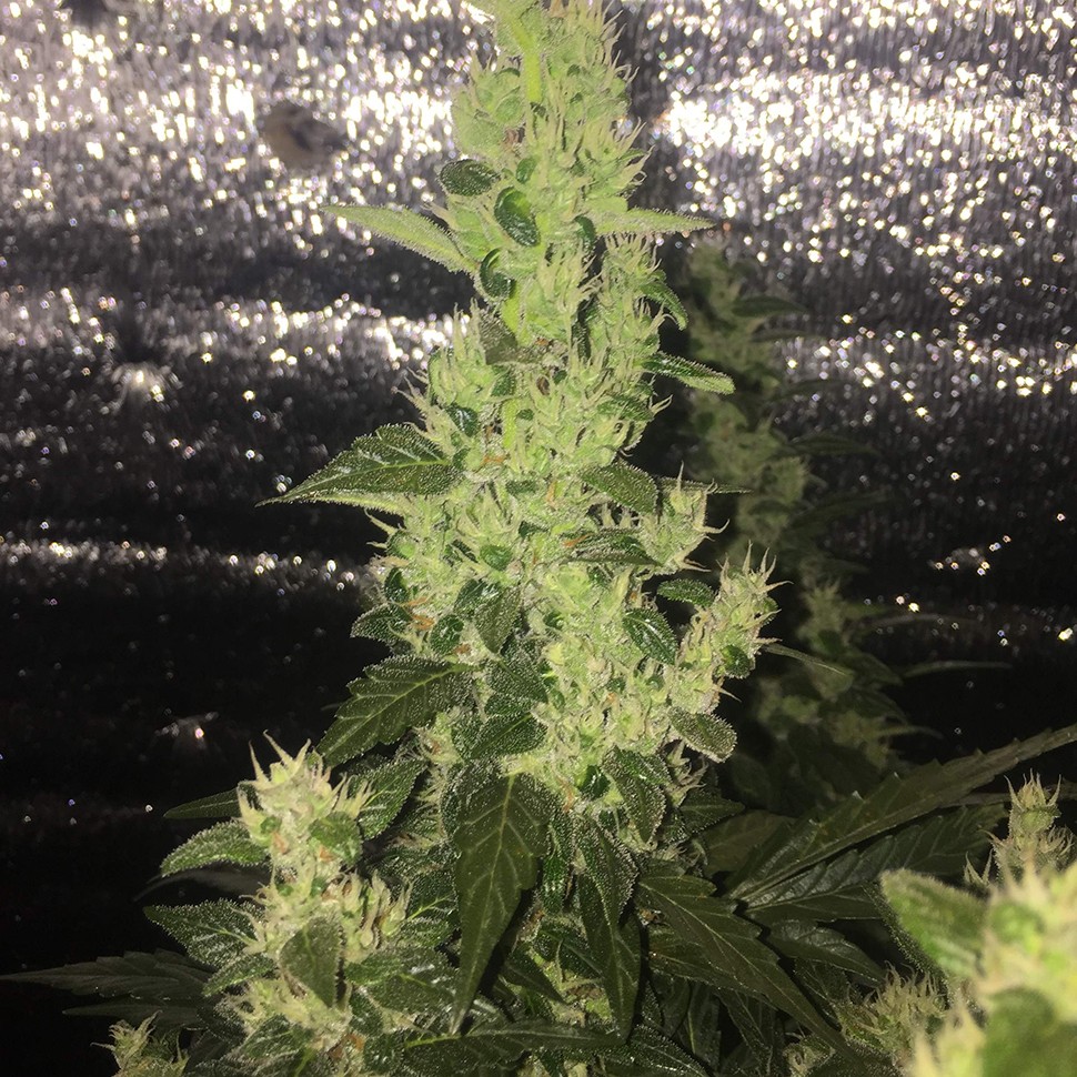 купить семена конопли феминизированные Auto Blueberry x Blue Mystic feminised