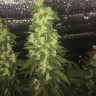 купить семена сортовой конопли Auto Blueberry x Blue Mystic feminised