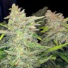 купить мощные семена конопли Auto Blueberry x Blue Mystic feminised