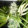 Семена марихуаны  Puta Madre Kush feminised Ganja Seeds