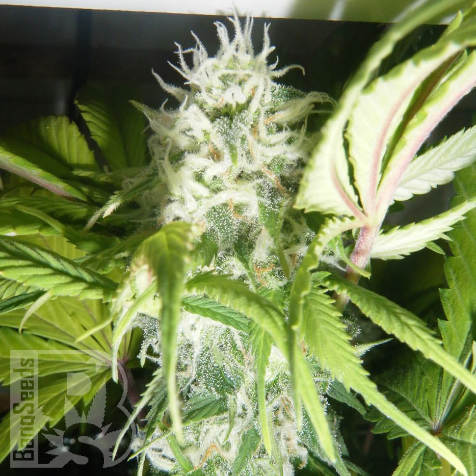 Семена марихуаны  Puta Madre Kush feminised Ganja Seeds