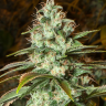 Семена марихуаны  Puta Madre Kush feminised Ganja Seeds