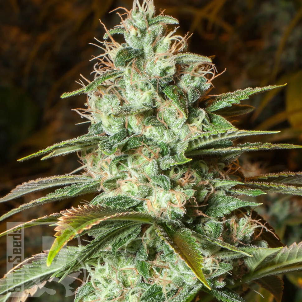 Семена марихуаны  Puta Madre Kush feminised Ganja Seeds