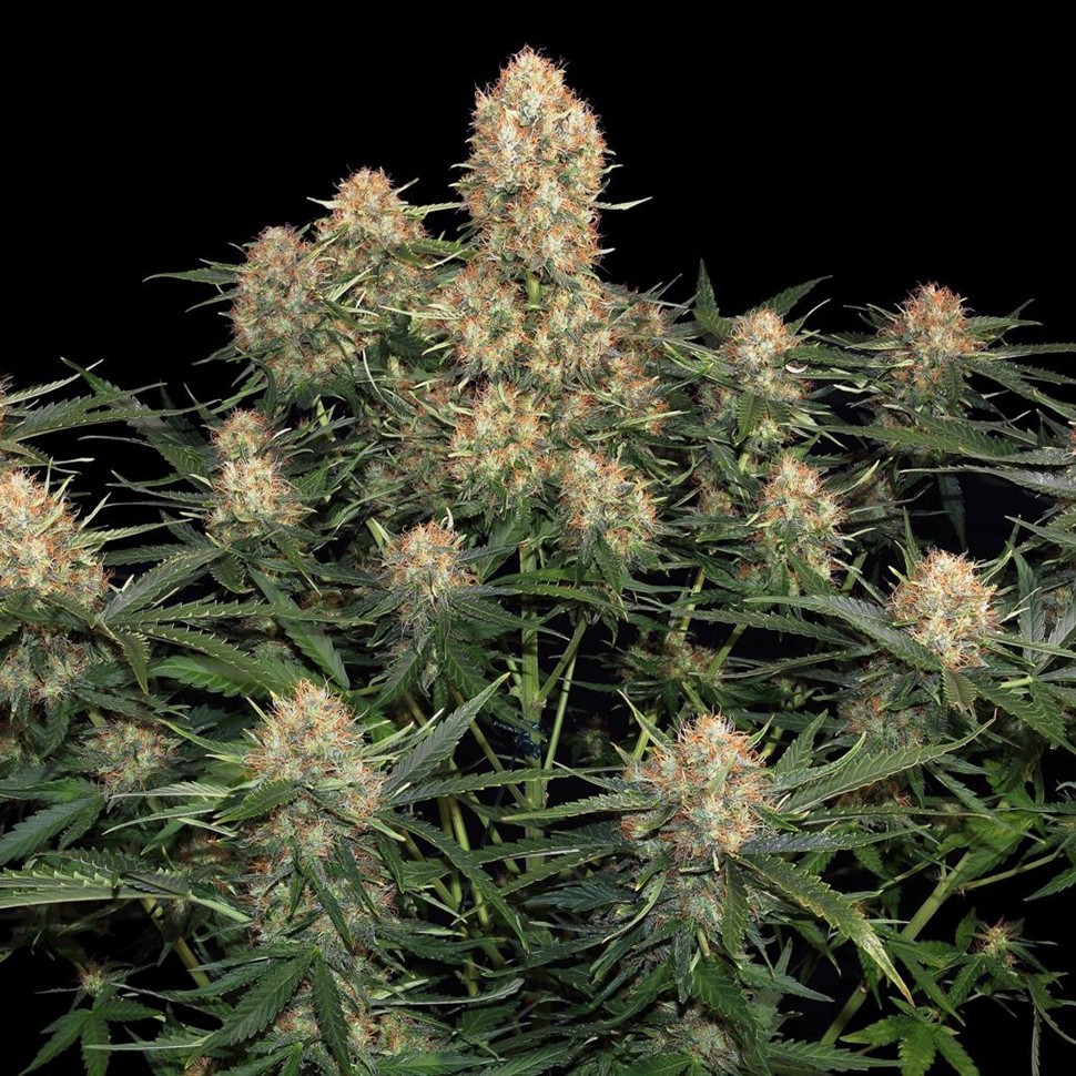 Семена  Original Skunk feminised Ganja Seeds