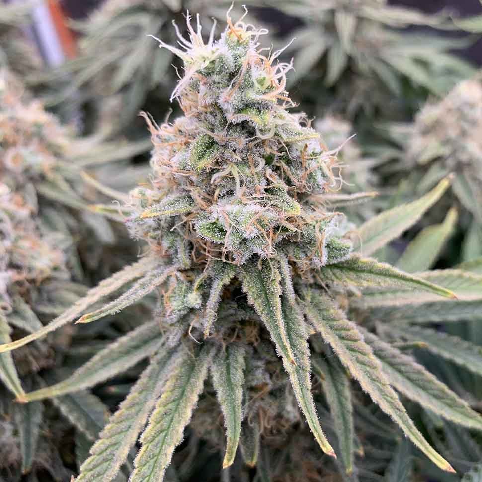 Семена ганжа  Auto Sweet Special regular Ganja Seeds