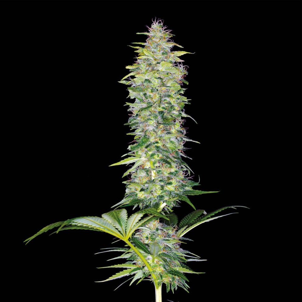 Семена каннабиса  Northern Lights x White Widow feminised Ganja Seeds