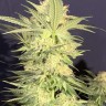 Семена каннабиса  Northern Lights x White Widow feminised Ganja Seeds