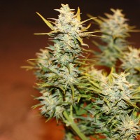 Auto Dolche Cheese feminised Ganja Seeds