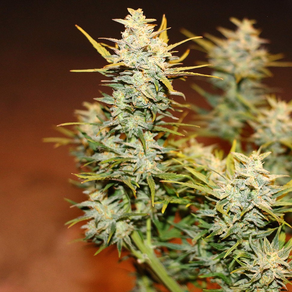 Семена марихуаны  Auto Dolche Cheese feminised Ganja Seeds