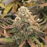 купить семена конопли недорого Auto Dolche Cheese feminised