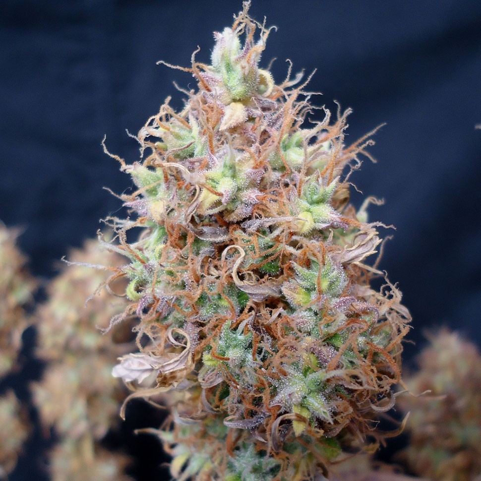 Семена конопли  Auto Malana Bomb feminised Ganja Seeds