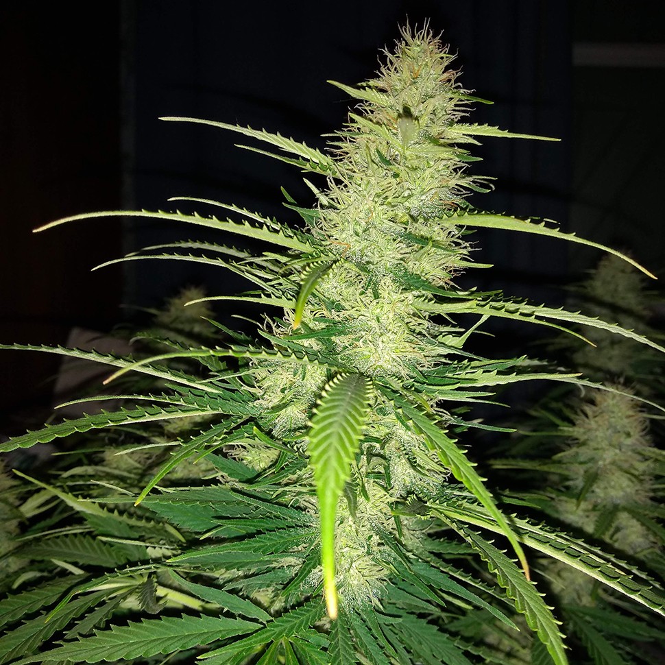 Семена  Auto Biggest Bud feminised Victory Seeds