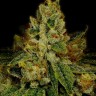Семена  Auto White Berry feminised Ganja Seeds