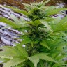 Семена  Russian Rocket Fuel feminised Ganja Seeds