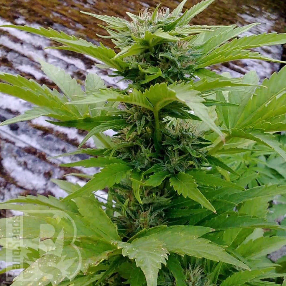 Семена  Russian Rocket Fuel feminised Ganja Seeds