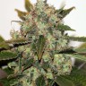Семена  Russian Rocket Fuel feminised Ganja Seeds