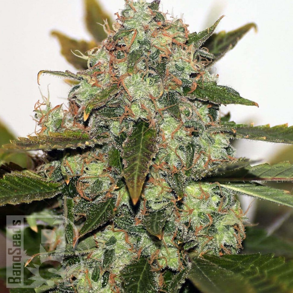 Семена  Russian Rocket Fuel feminised Ganja Seeds