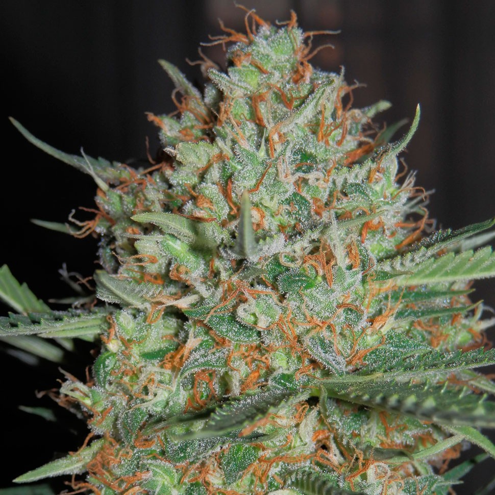 Семена  Auto White Widow feminised Ganja Seeds