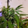 купить семена конопли элитных сортов Auto White Widow feminised