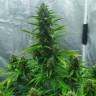 недорогие семена Auto White Widow feminised Ganja Seeds