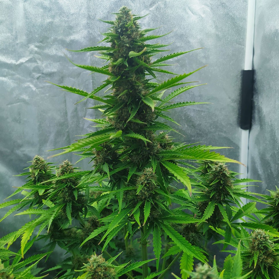 недорогие семена Auto White Widow feminised Ganja Seeds